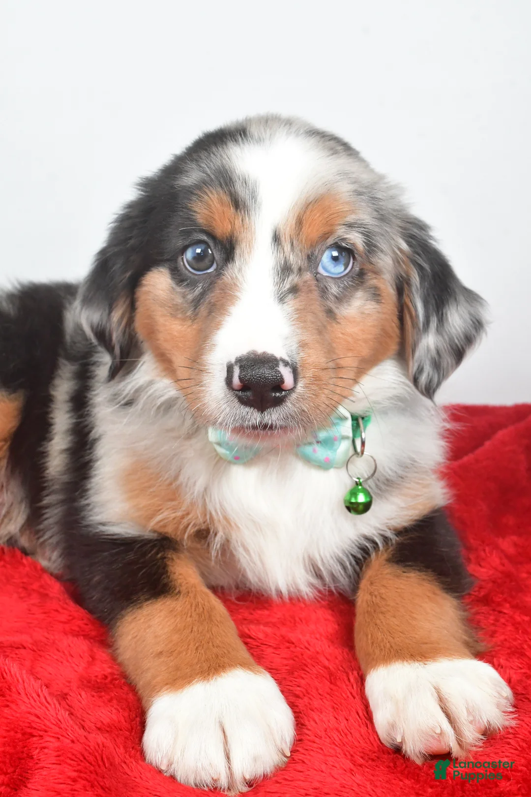 Miniature Australian Shepherd dogs for sale: Otto - Ad 4