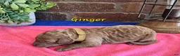 Goldendoodle dogs for sale: Mini Goldendoodle 6 - Ad 2