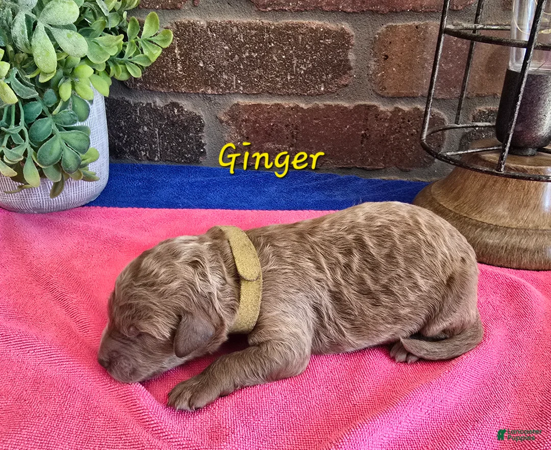 Goldendoodle dogs for sale: Mini Goldendoodle 6 - Ad 2
