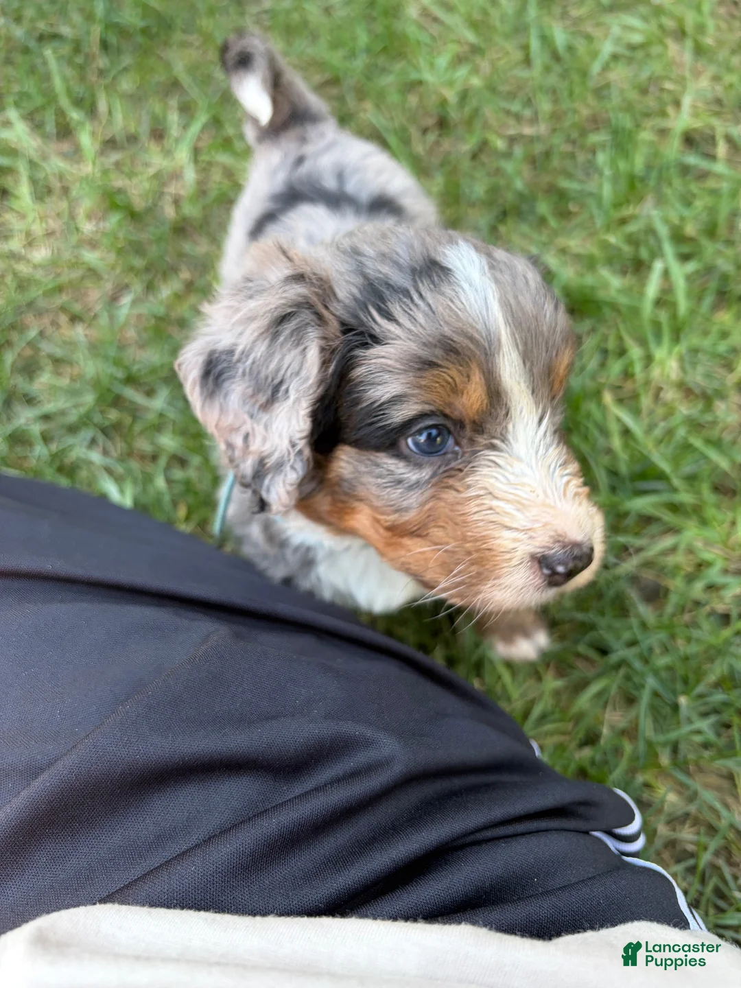 Mini Bernedoodle dogs for sale: Bentley  - Ad 2
