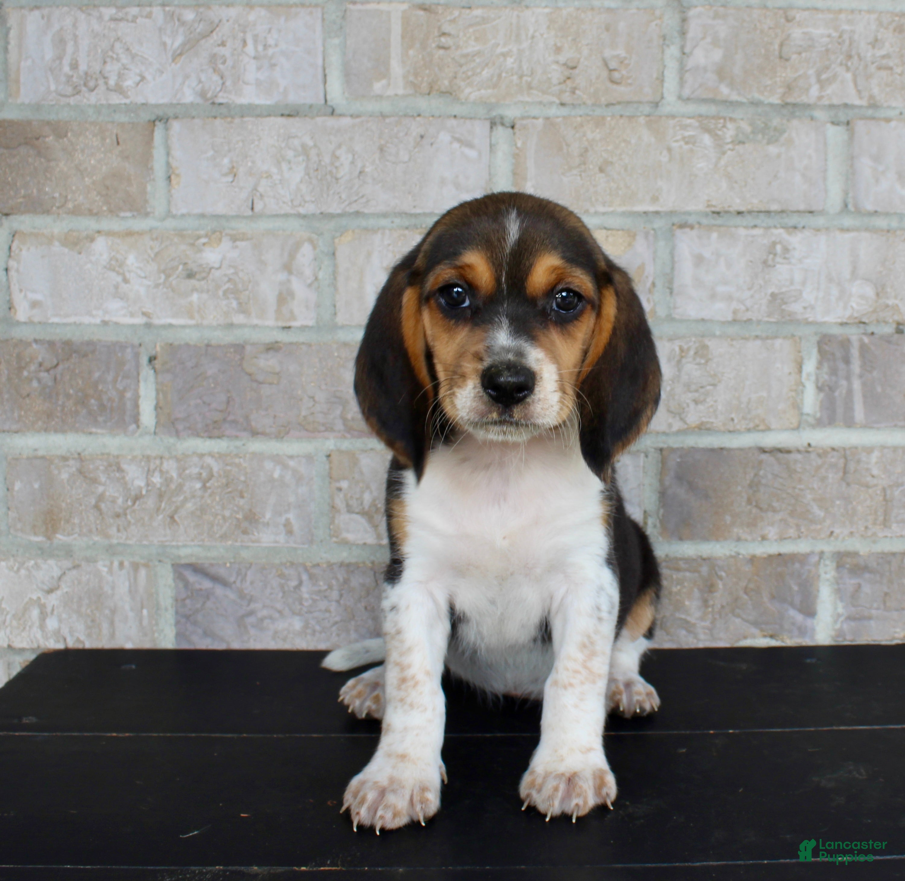 Beagle dogs Buttercup  - Ad 2