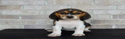 Beagle dogs for sale: Buttercup  - Ad 2