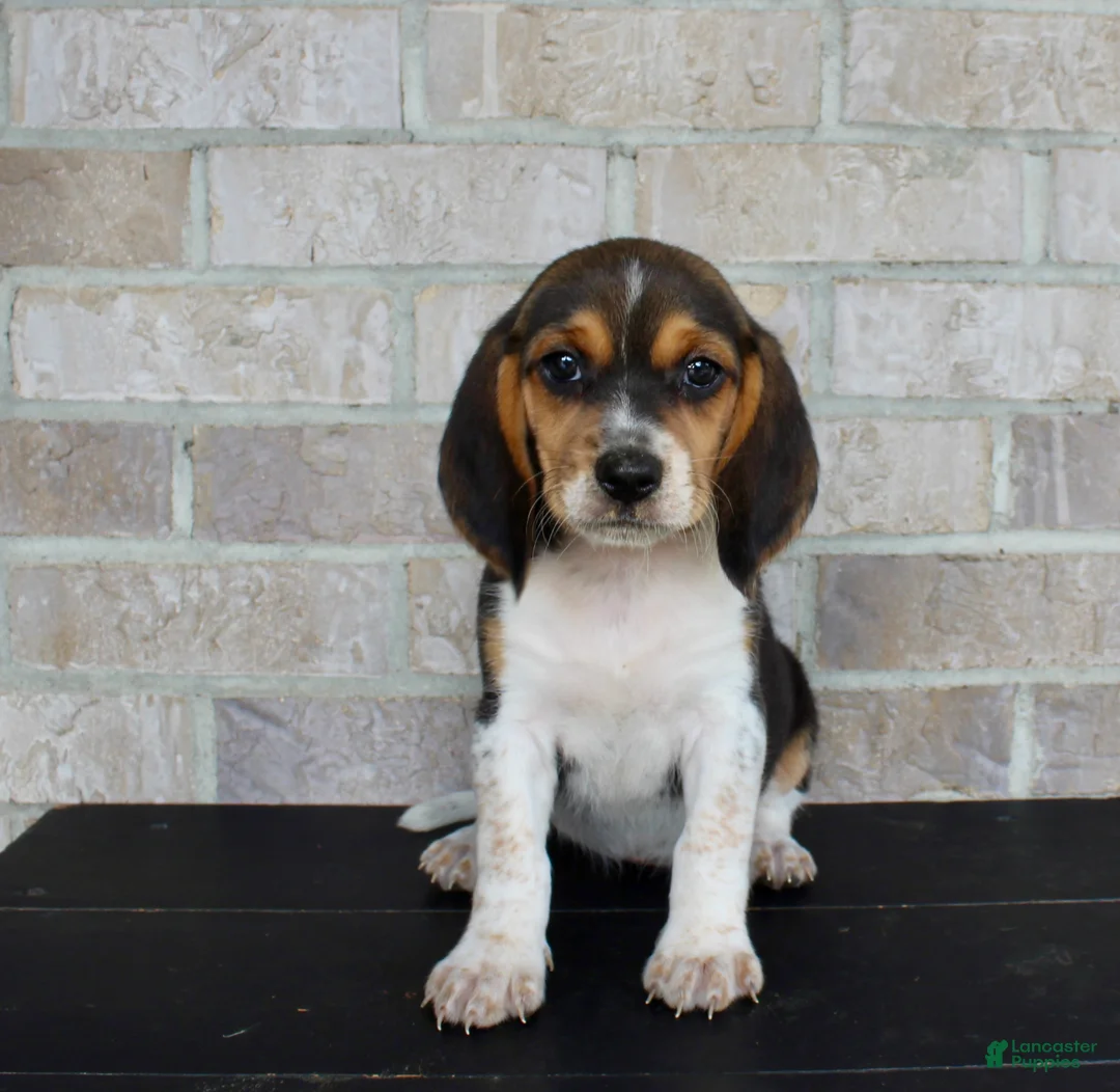 Beagle dogs for sale: Buttercup  - Ad 2