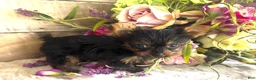 Yorkshire Terrier dogs for sale: Roxie - Ad 7