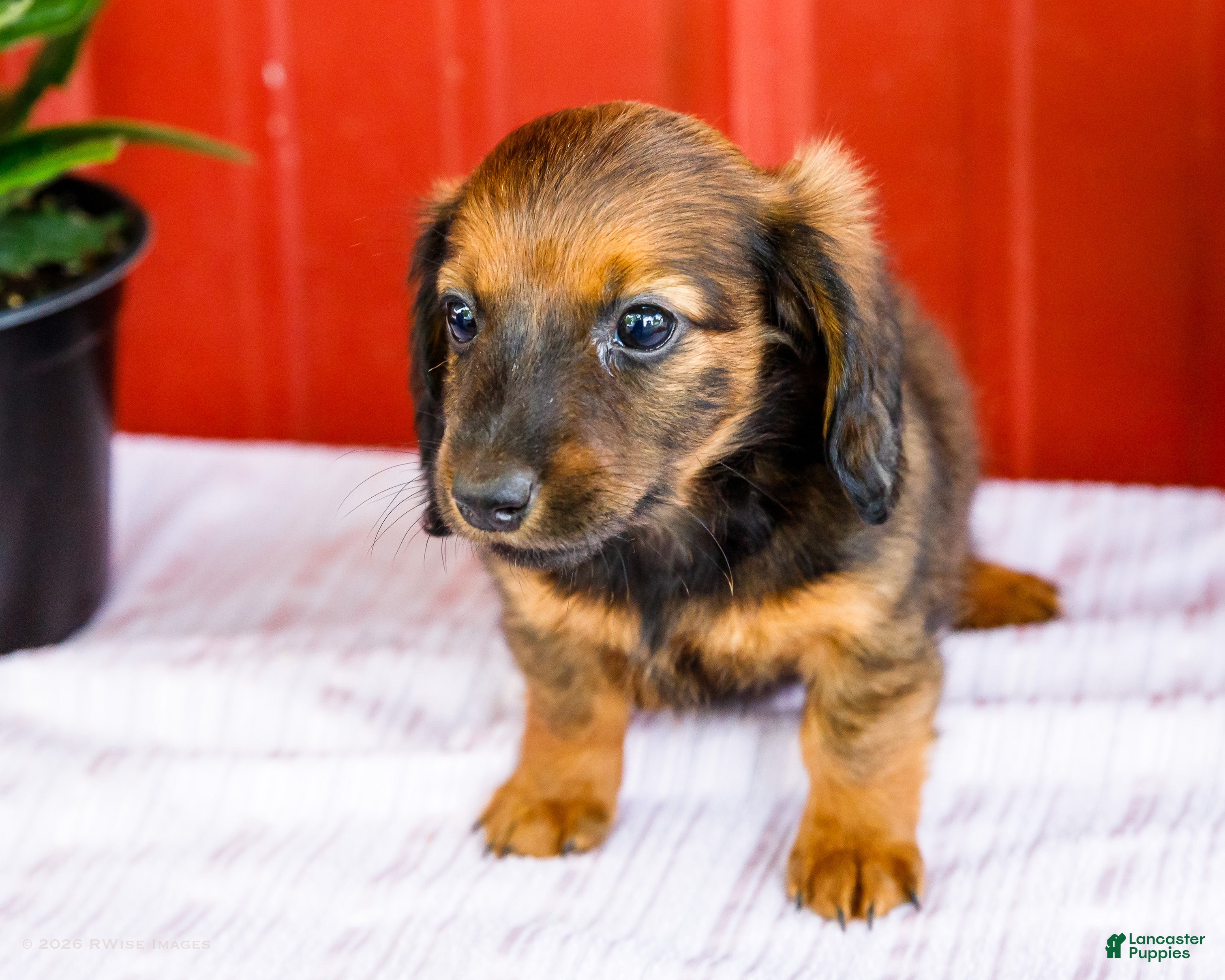 Miniature Dachshund dogs Bryce - Ad 2