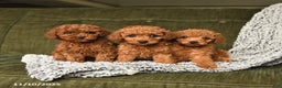 Toy Poodle dogs for sale: Chip - Ad 2