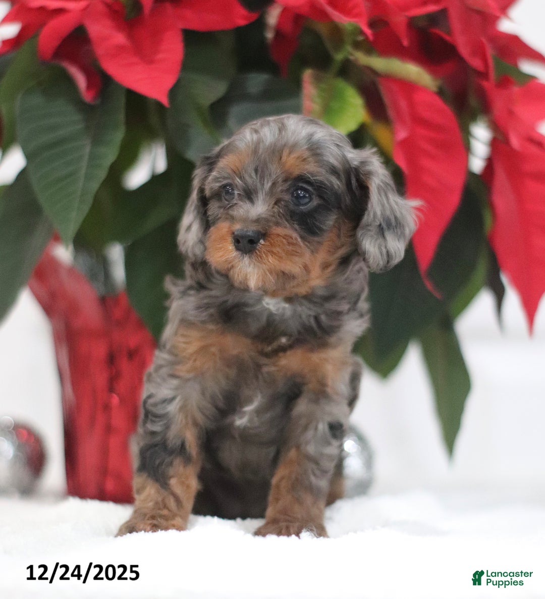 Cavapoo dogs for sale: Pesto - Ad 3