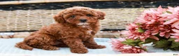 Toy Poodle dogs for sale: Beauty - Ad 7