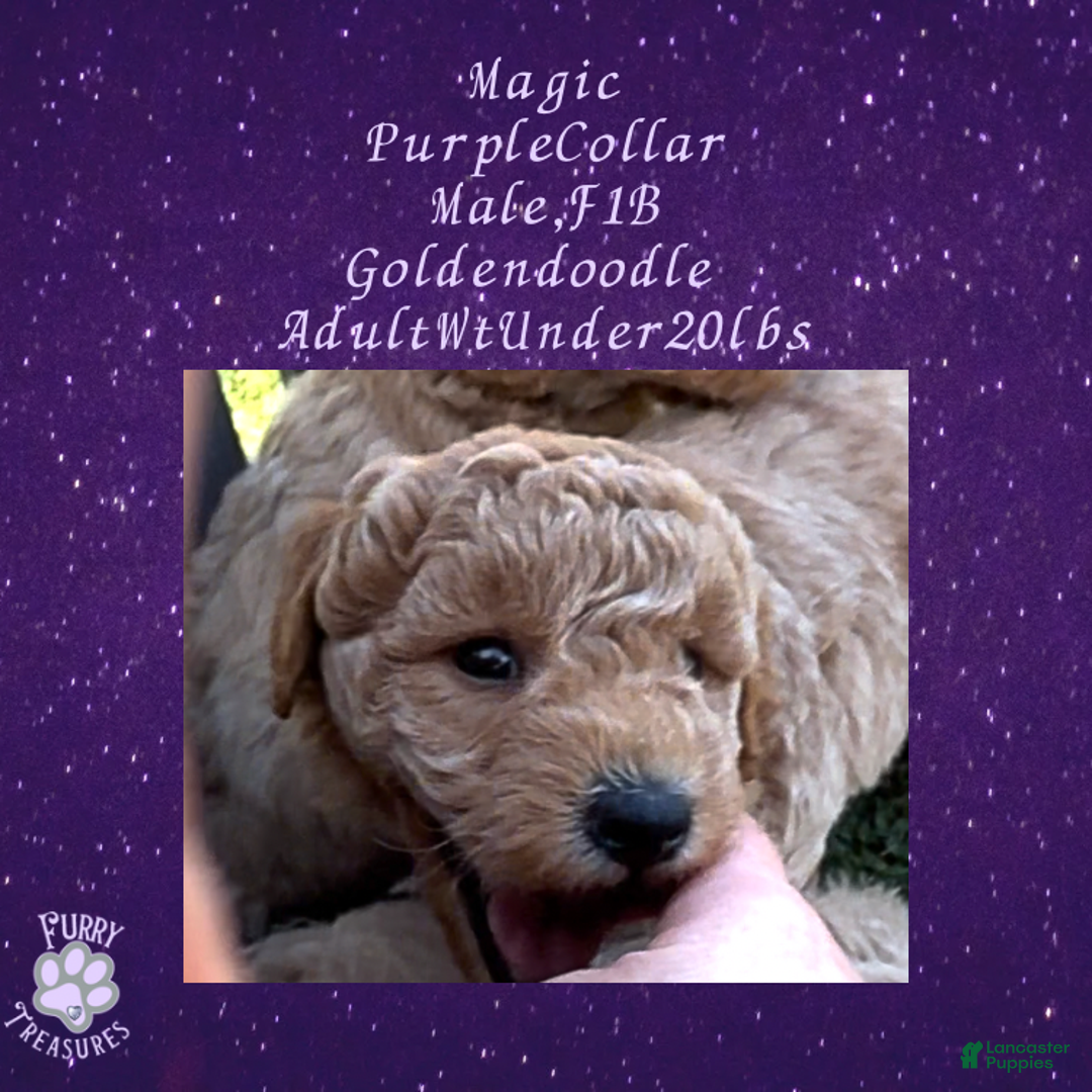 Goldendoodle dogs for sale: Magic “Purple Collar” Male - Ad 12