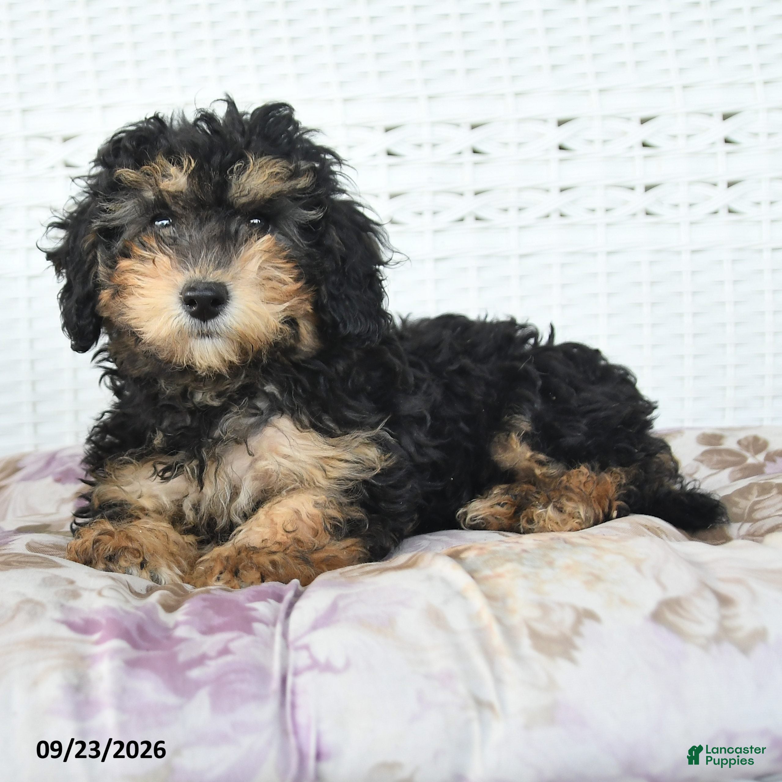 Miniature Poodle dogs Abby - Ad 2