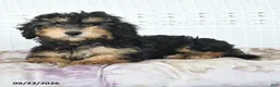 Miniature Poodle dogs for sale: Abby - Ad 2