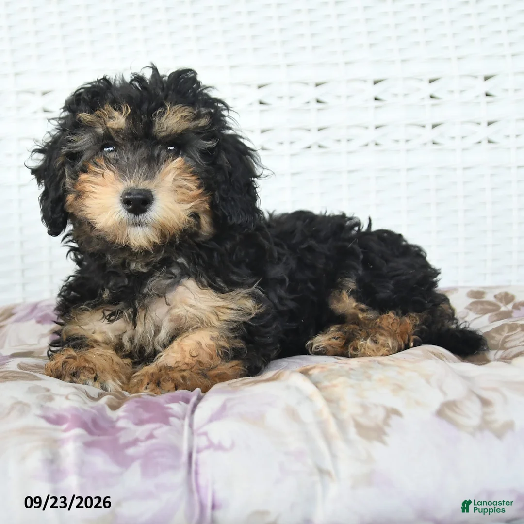 Miniature Poodle dogs for sale: Abby - Ad 2