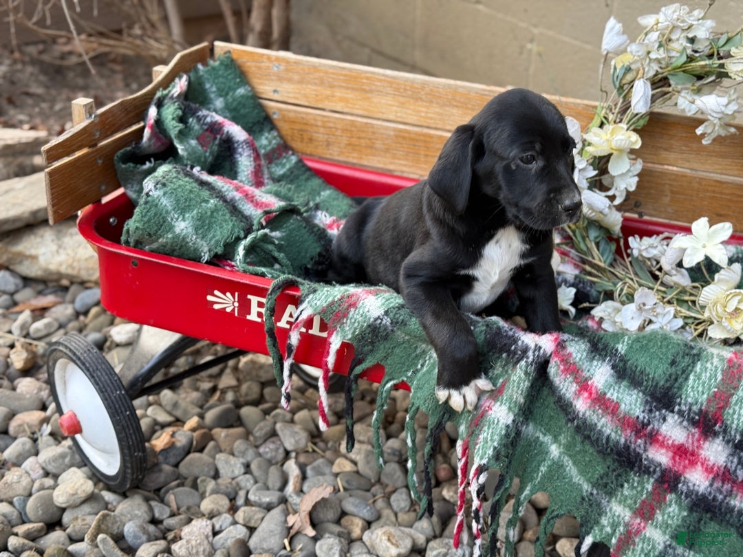 Mixed Breed dogs for sale: Ruffles - Ad 11