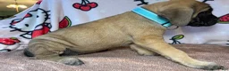 English Mastiff dogs for sale: Lucky (Sky Blue) - Ad 2