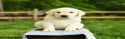 Labrador Retriever dogs for sale: Shamrock - Ad 3