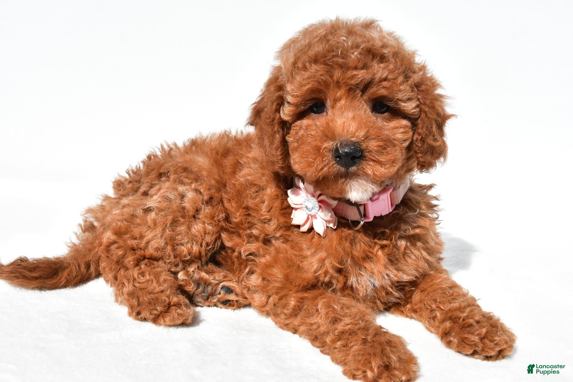 Miniature Poodle dogs Cloe - Ad 2