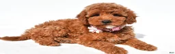 Miniature Poodle dogs for sale: Cloe - Ad 2