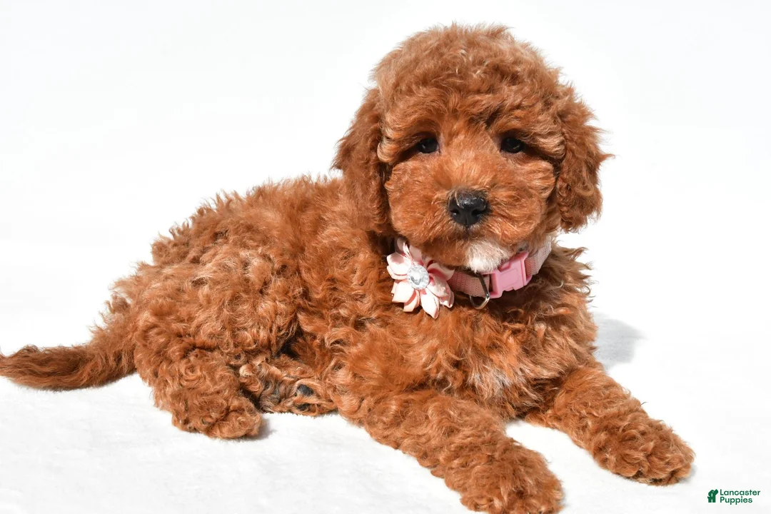 Miniature Poodle dogs for sale: Cloe - Ad 2