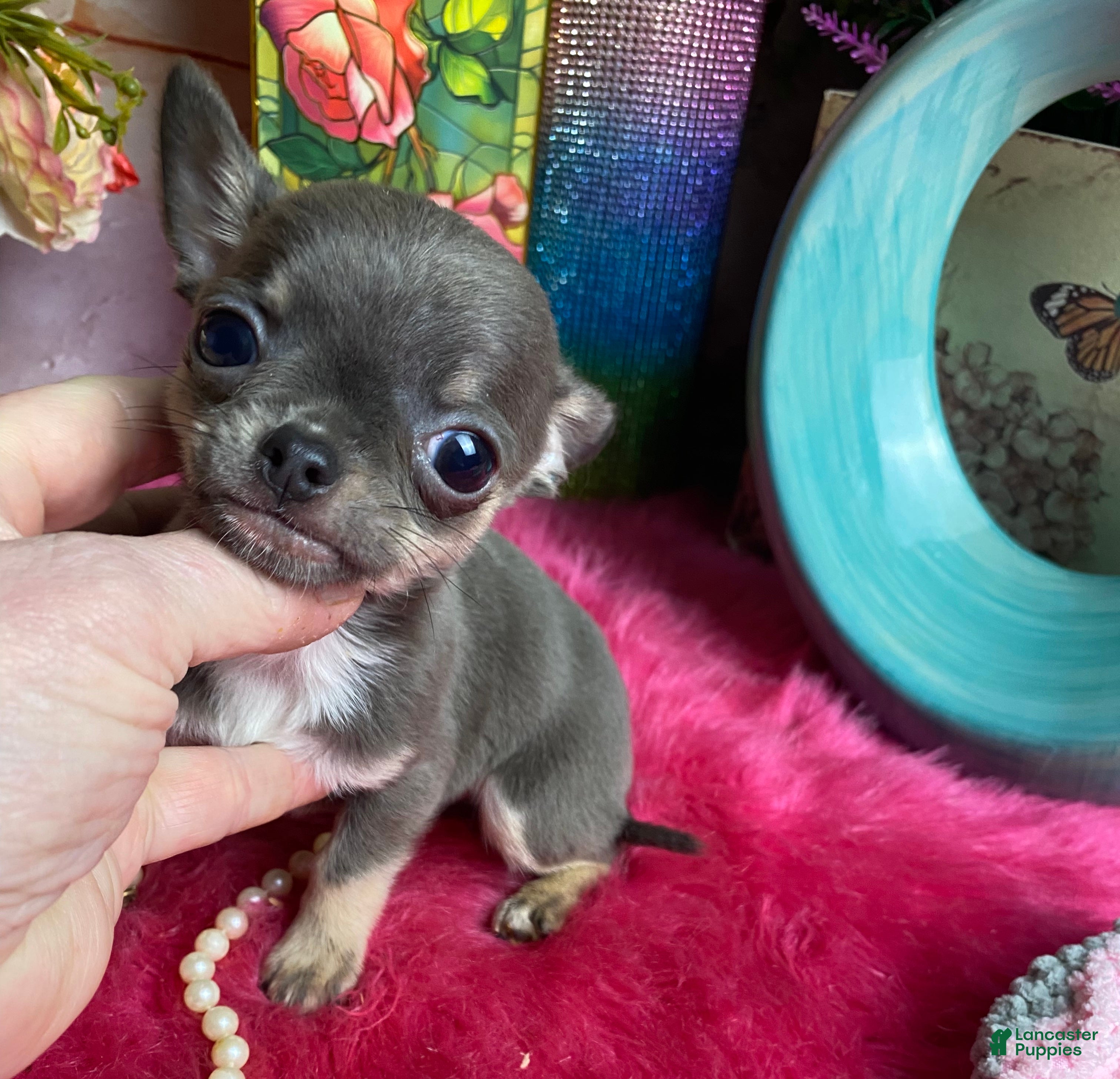 Chihuahua dogs BlueJay is SOLD  - Ad 1