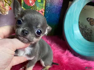 Chihuahua dogs for sale: BlueJay is SOLD - Ad 1