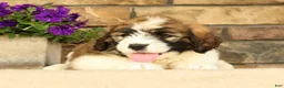 Saint Berdoodles dogs for sale: Dozer - Ad 5