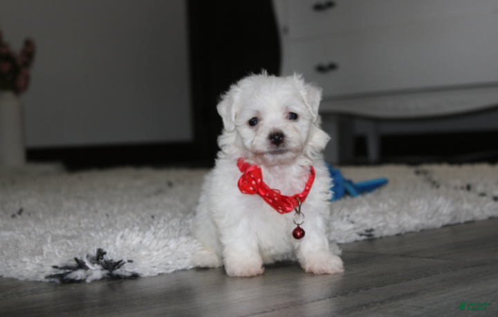 Bichon Frise (Bichon Frise, Male) in Millersburg, OH