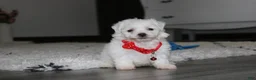 Bichon Frise dogs for sale: ❤️Jojo❤️ - Ad 1