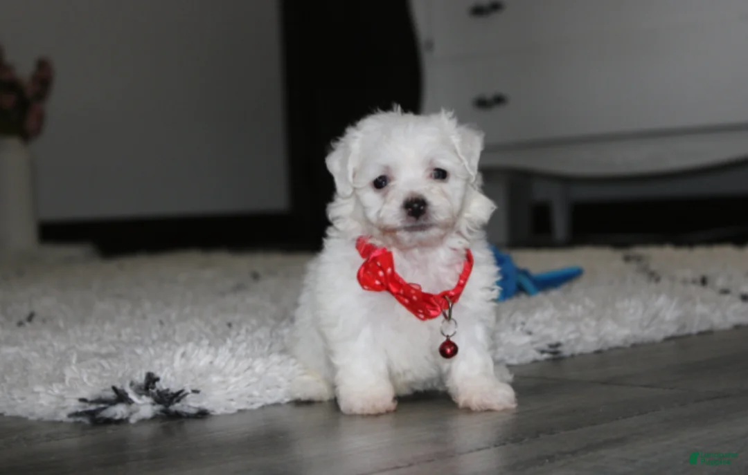 Bichon Frise dogs for sale: ❤️Jojo❤️ - Ad 1