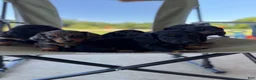 Miniature Dachshund dogs for sale: Miniature Dachshund 5 - Ad 5