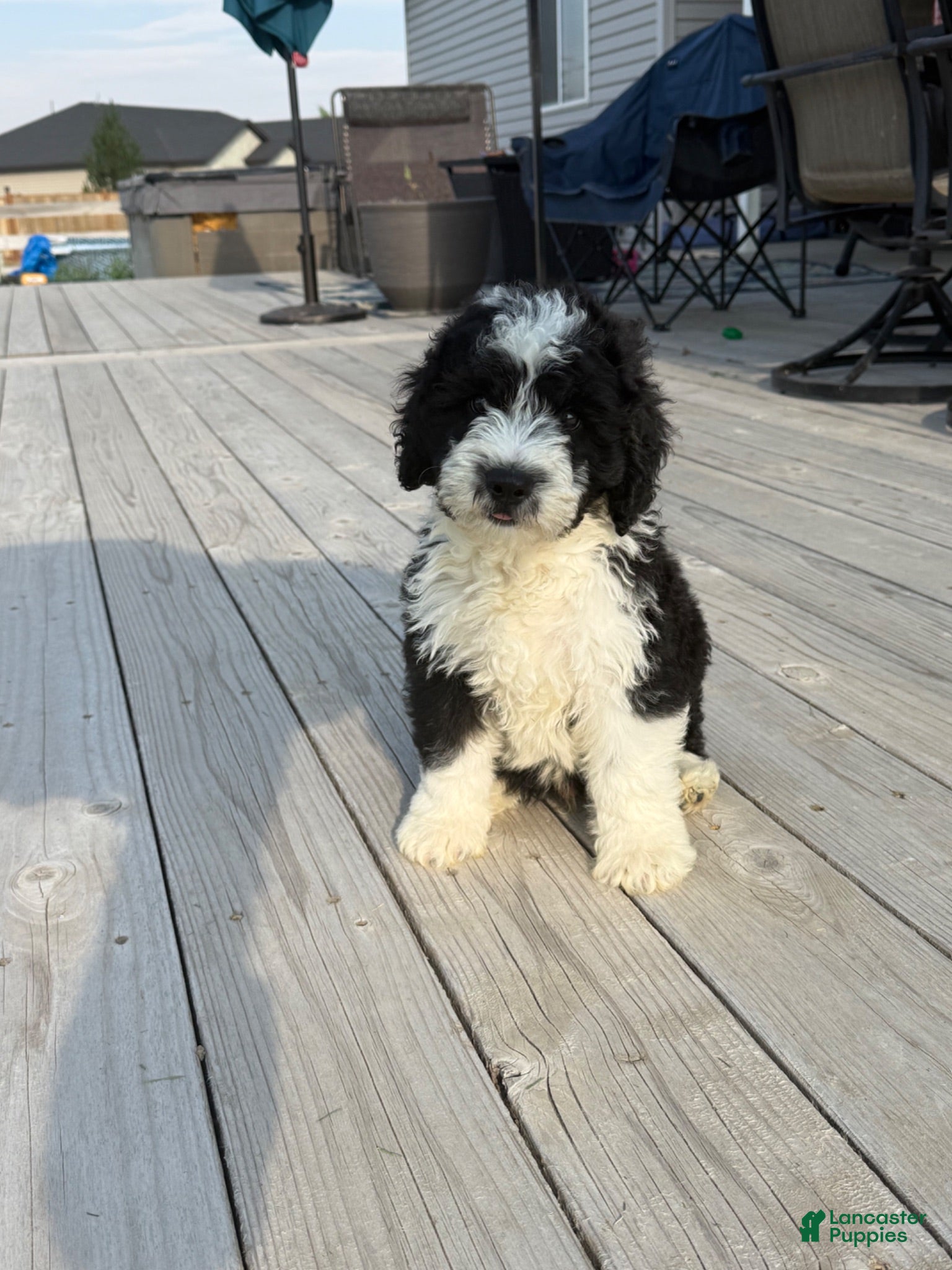 Sheepadoodle dogs Motto Motto - Ad 4