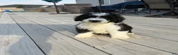 Sheepadoodle dogs for sale: Motto Motto - Ad 1