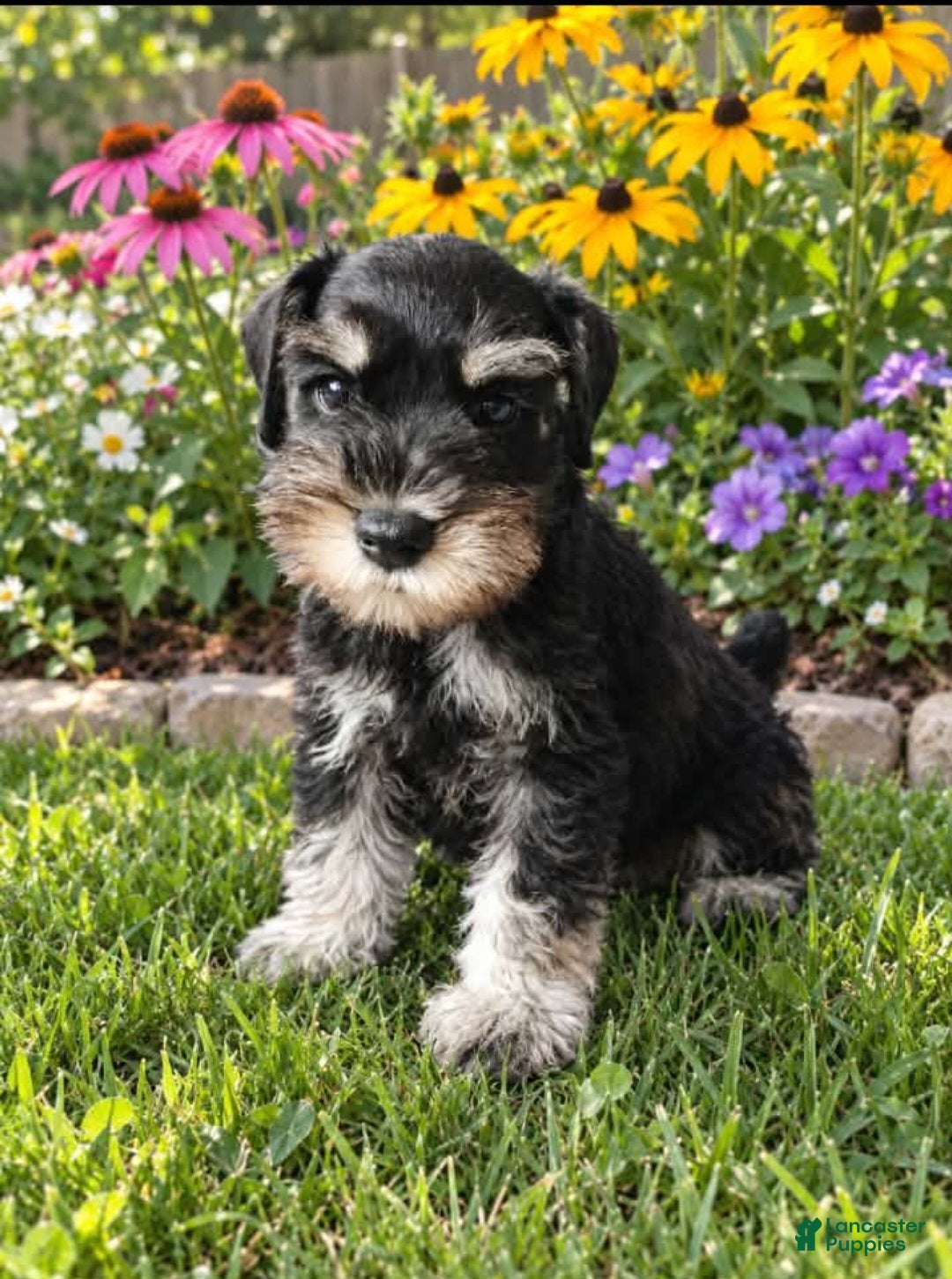 Miniature Schnauzer