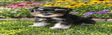 Miniature Schnauzer 3