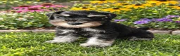 Miniature Schnauzer dogs for sale: Miniature Schnauzer 3 - Ad 1