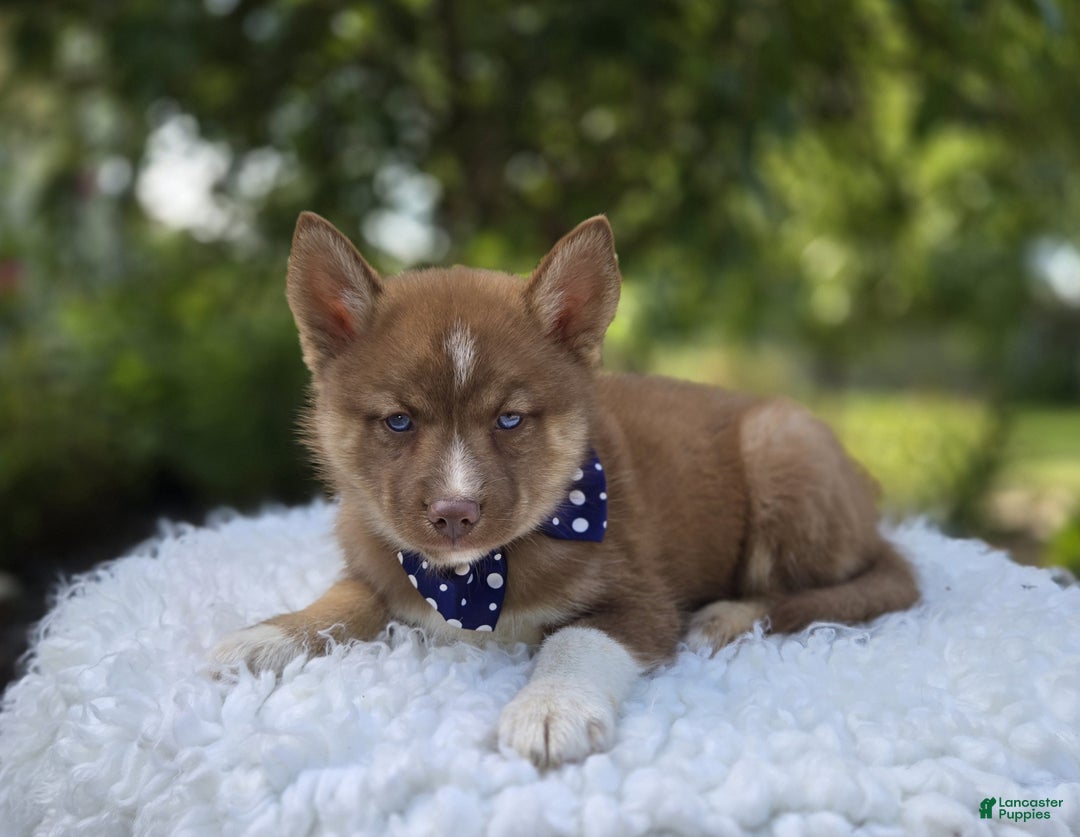 Chocolate Pomsky Male Pomsky Puppies For Sale Sale