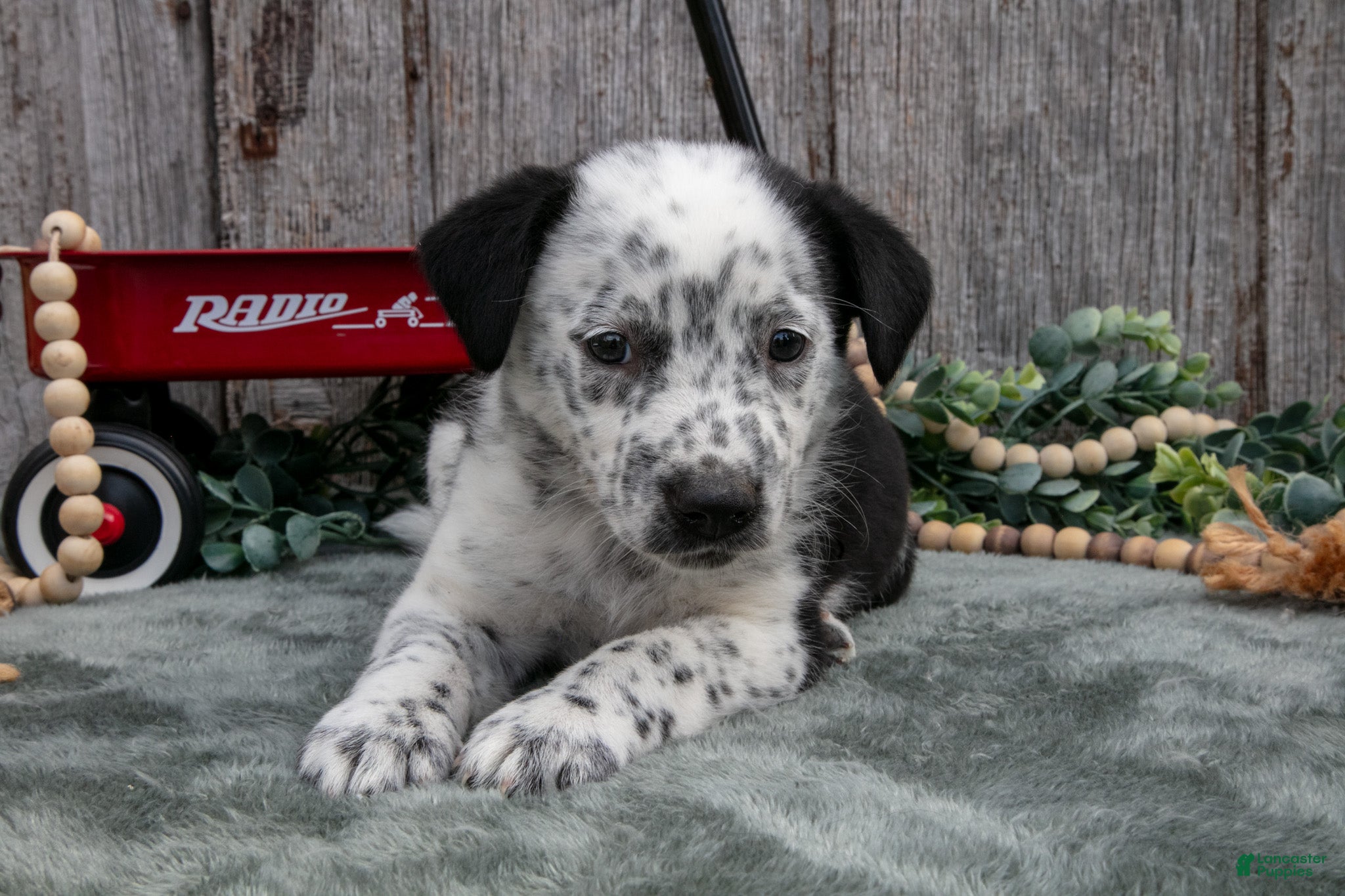 Mixed Breed dogs Sanders - Ad 1