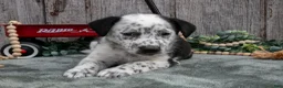 Mixed Breed dogs for sale: Sanders - Ad 1