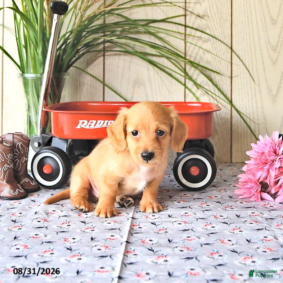 Miniature Dachshund dogs Max - Ad 1