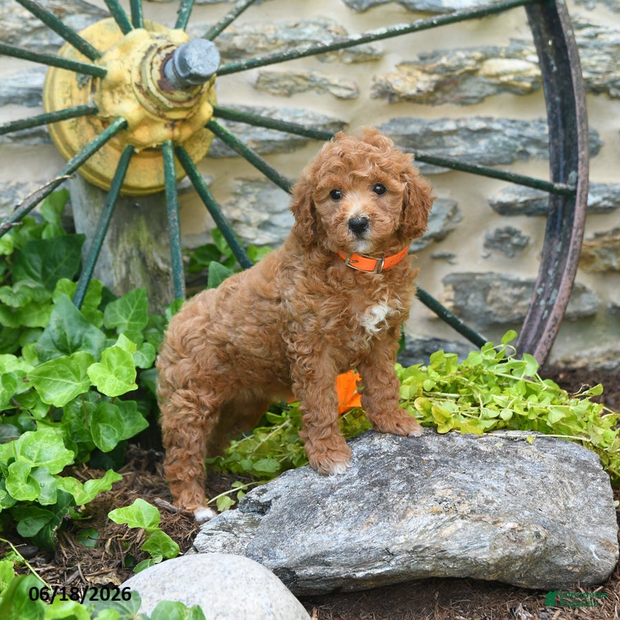 Mini Goldendoodle dogs Coral - Ad 2