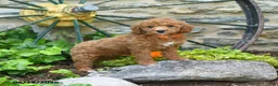 Mini Goldendoodle dogs for sale: Coral - Ad 2