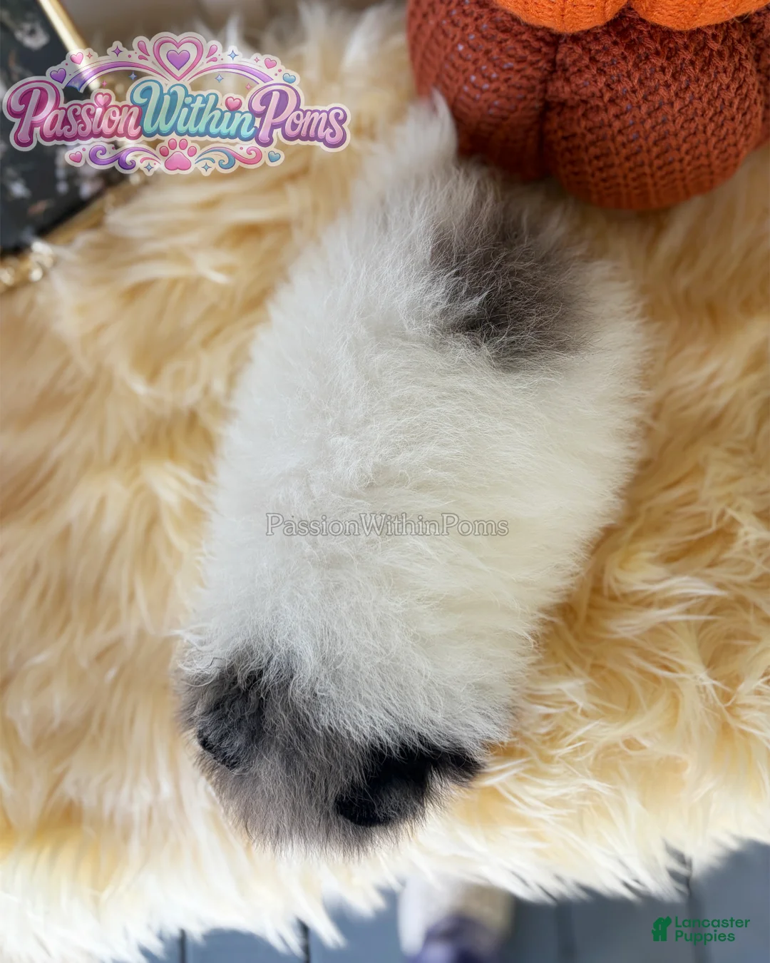 Pomeranian dogs for sale: Little Jupiter - Ad 6