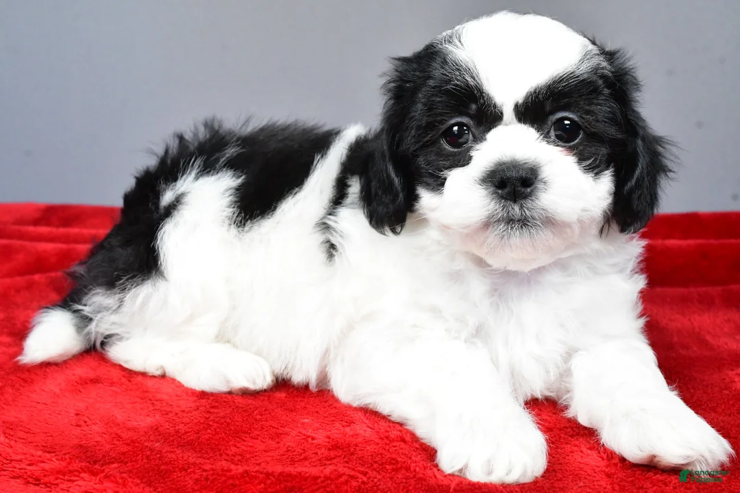 Teddy Bear dogs for sale: lincoln - Ad 3