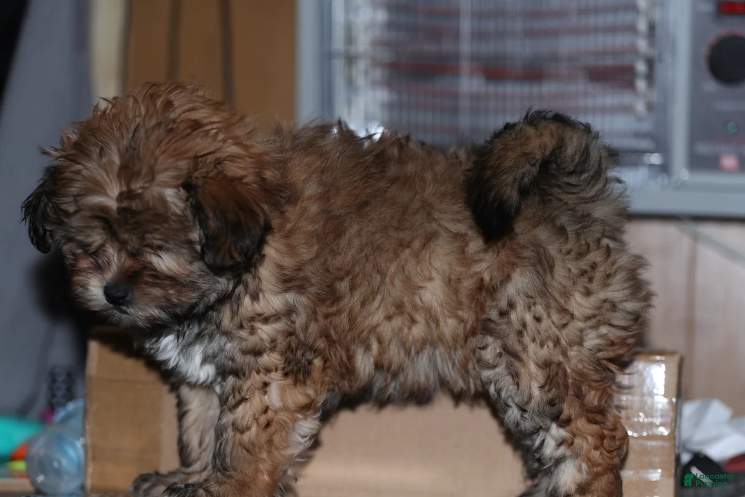 Shih Tzu dogs for sale: Shih Tzu Puppy 2 - Ad 8