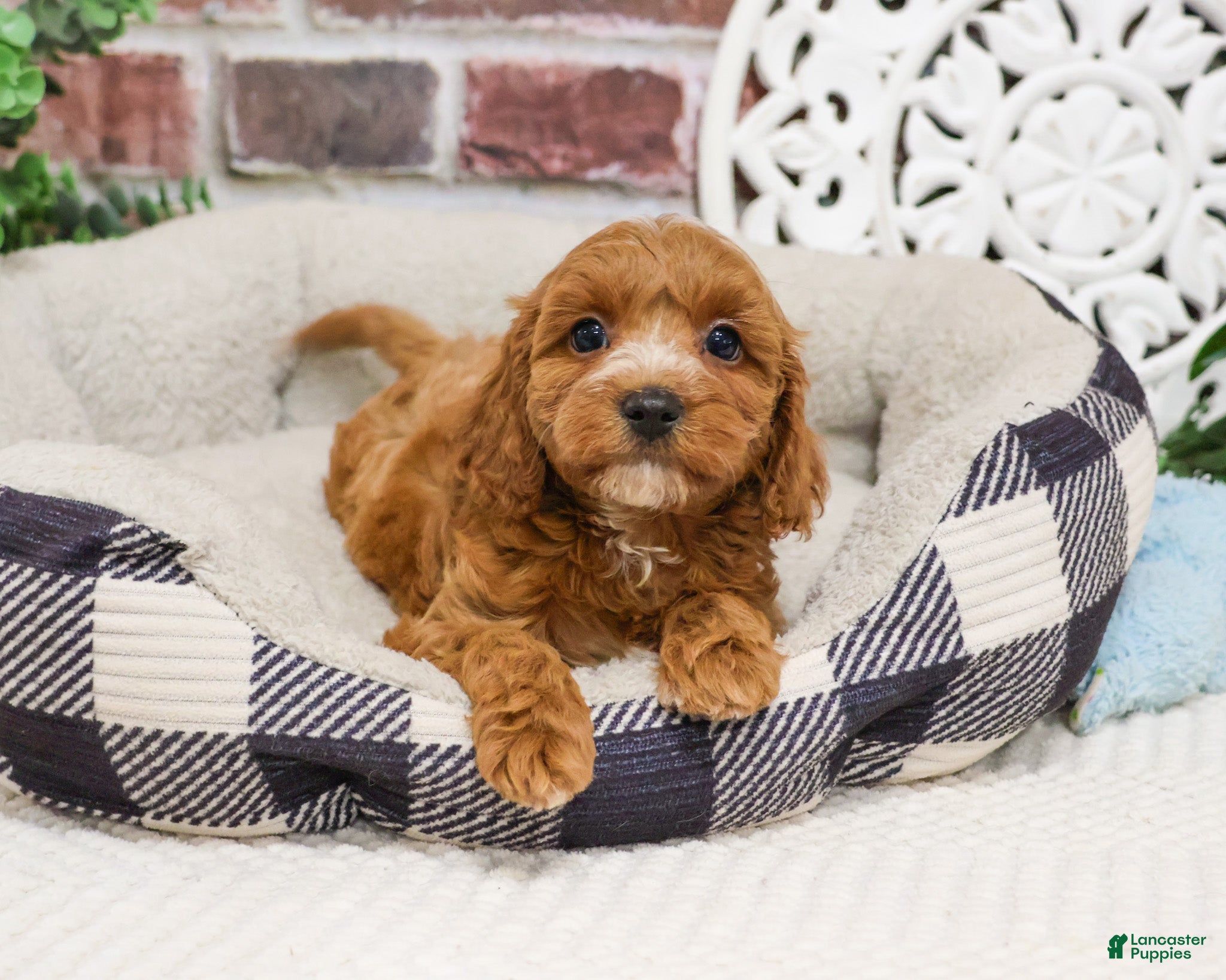 Cavapoo dogs Illius - Ad 30