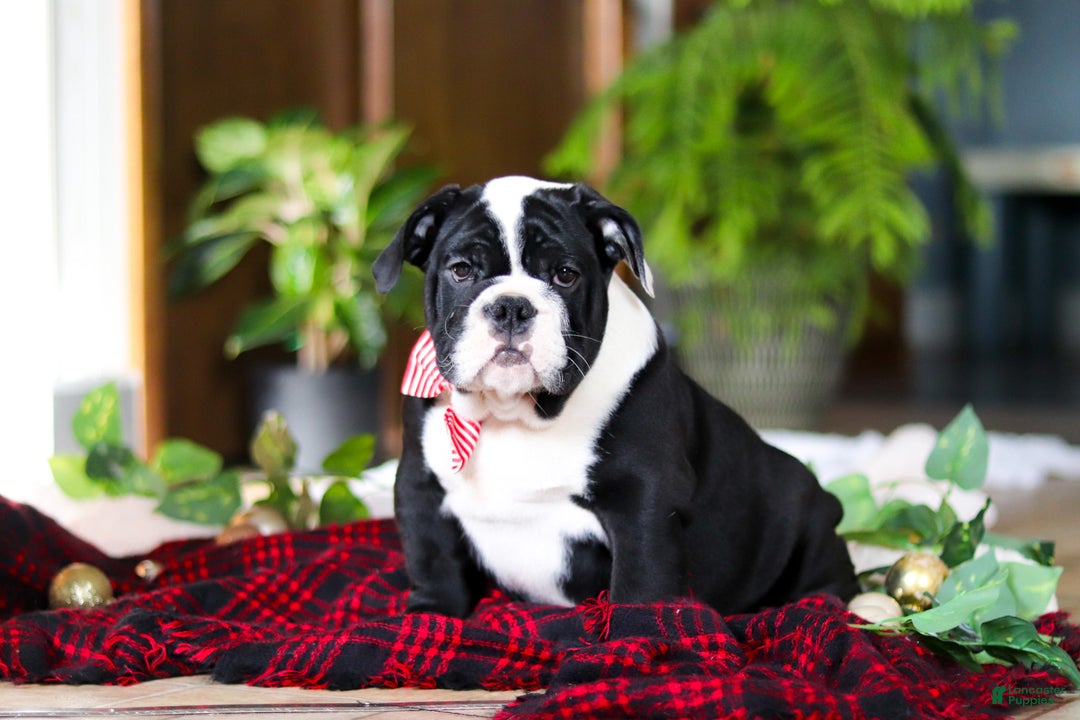 English Bulldog dogs for sale: JoJo - Ad 5