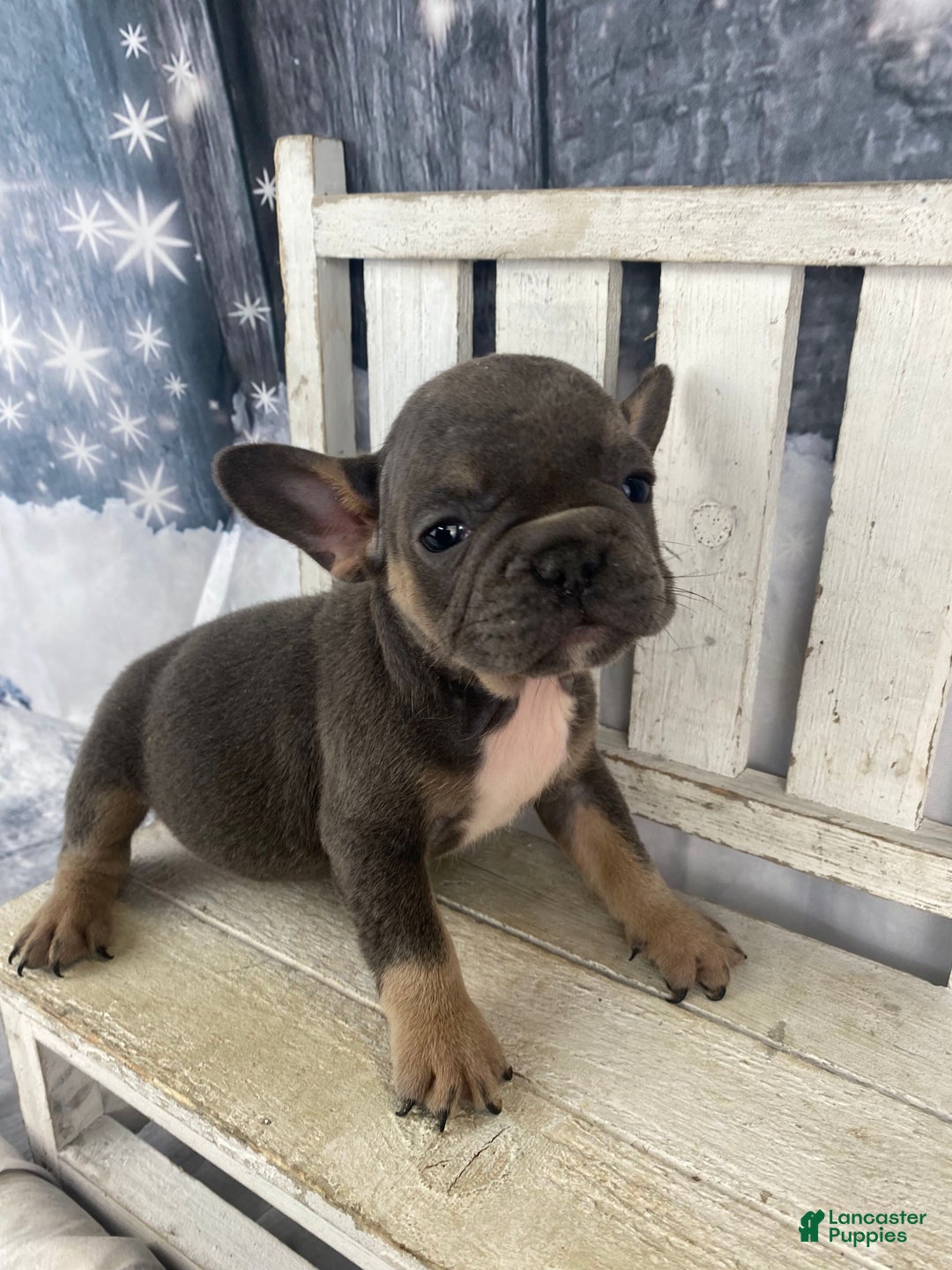 French Bulldog dogs for sale: Paisley - Ad 2