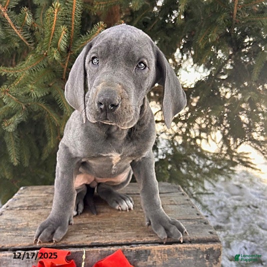 Great Dane dogs Stormy - Ad 6