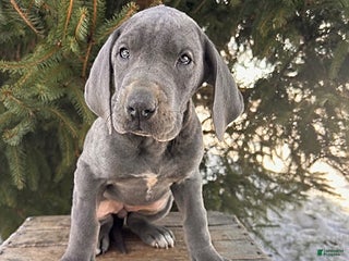 Great Dane dogs Stormy - Ad 6