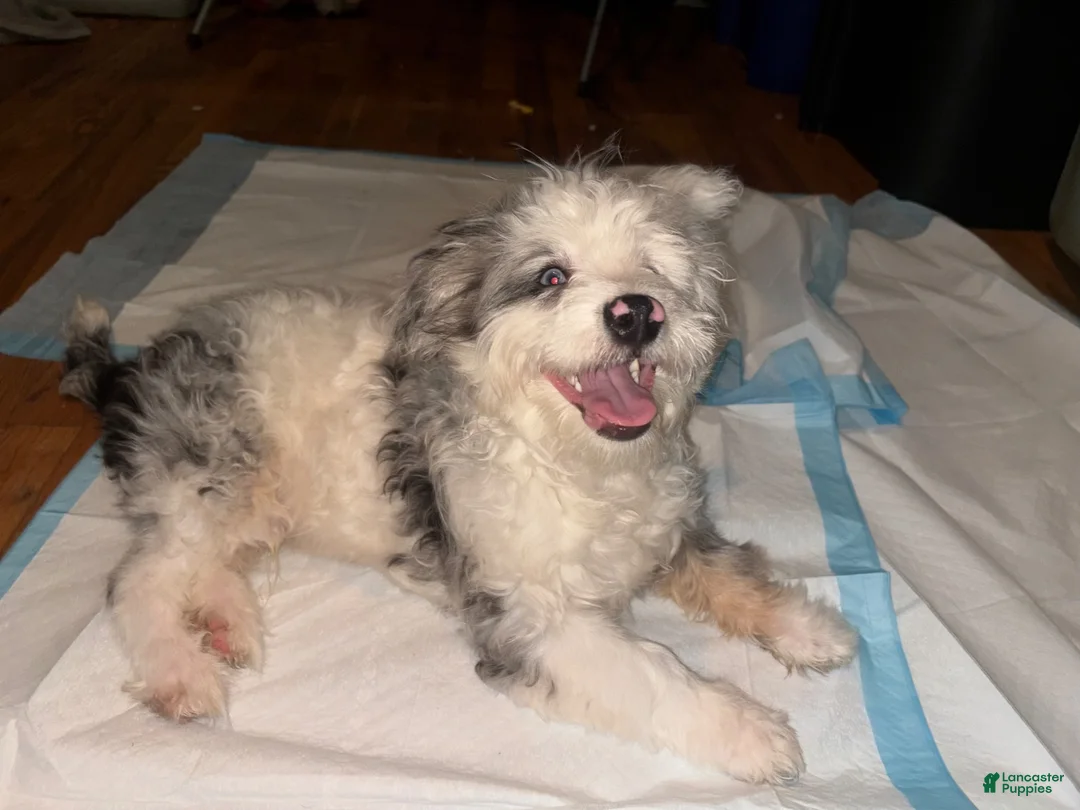 Aussiedoodle dogs for sale: Aussiedoodle 1 - Ad 1