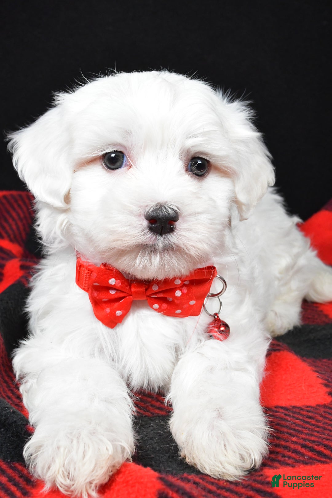 Maltese dogs for sale: Hector - Ad 4